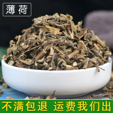 薄荷供应上千种中药材