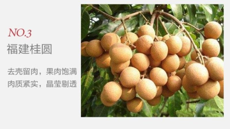 桂圆红枣枸杞茶一袋装试喝可大量批发