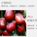 桂圆红枣枸杞茶一袋装试喝可大量批发