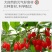 桂圆红枣枸杞茶一袋装试喝可大量批发
