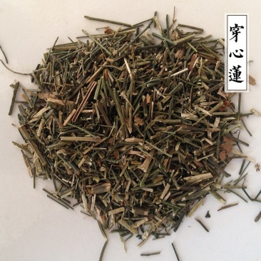 穿心莲供应上千种中药材