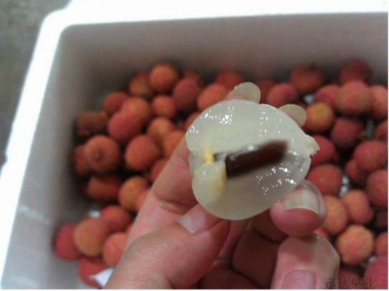 广西灵山鲜荔枝新鲜现摘桂味