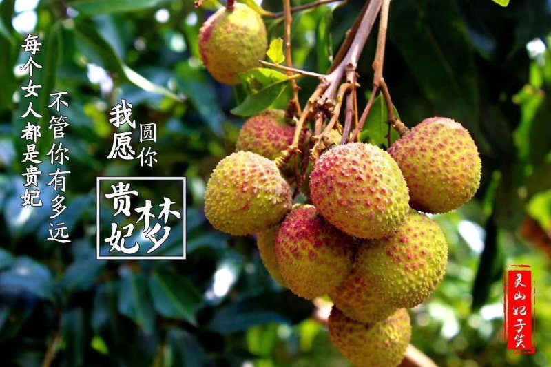 广西灵山鲜荔枝新鲜现摘桂味