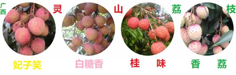 广西灵山鲜荔枝新鲜现摘桂味