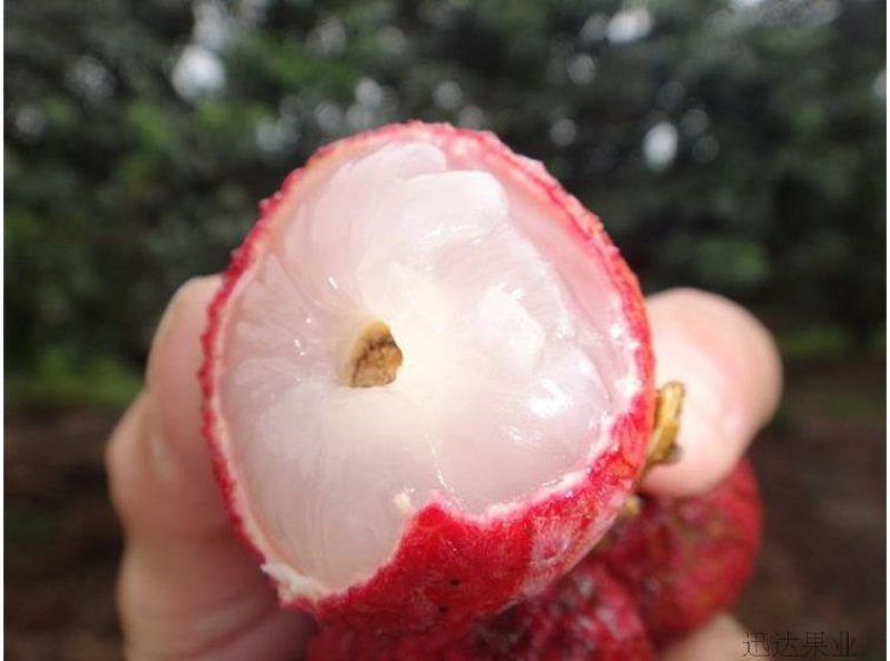 广西灵山鲜荔枝新鲜现摘桂味
