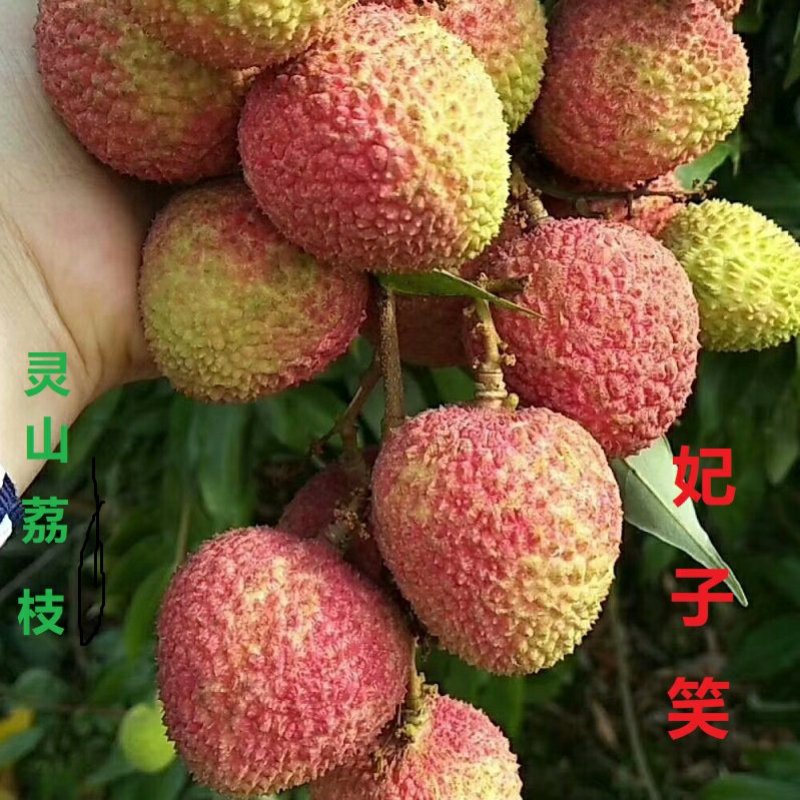 广西灵山鲜荔枝新鲜现摘桂味