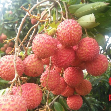 广西灵山鲜荔枝新鲜现摘桂味