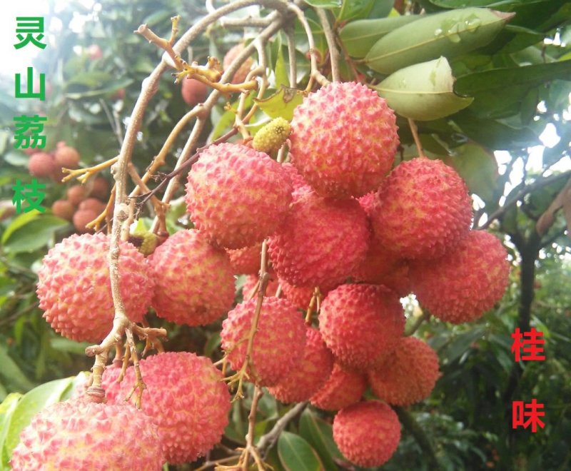 广西灵山鲜荔枝新鲜现摘桂味