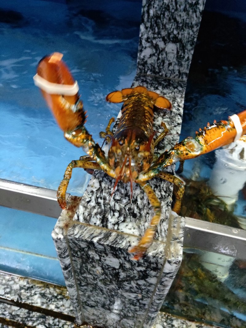 批发鲜活波士顿波龙大量价格优惠