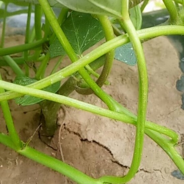 大田优至西瓜红薯莹