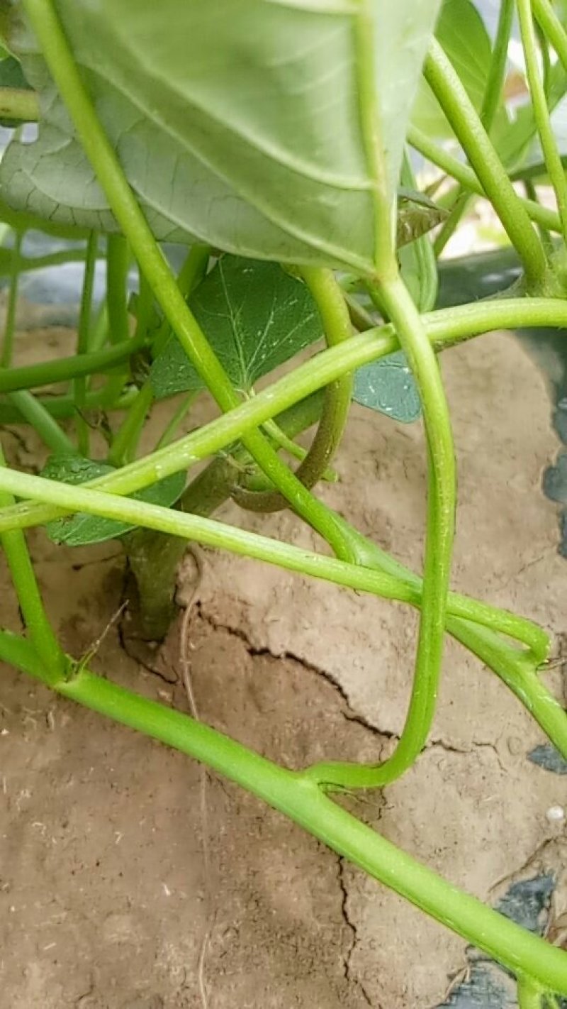 大田优至西瓜红薯莹