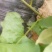 大田优至西瓜红薯莹