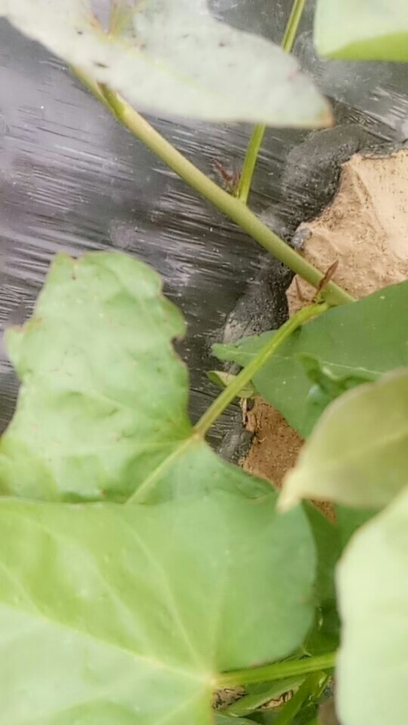 大田优至西瓜红薯莹