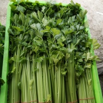 精品芹菜