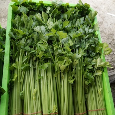 精品芹菜
