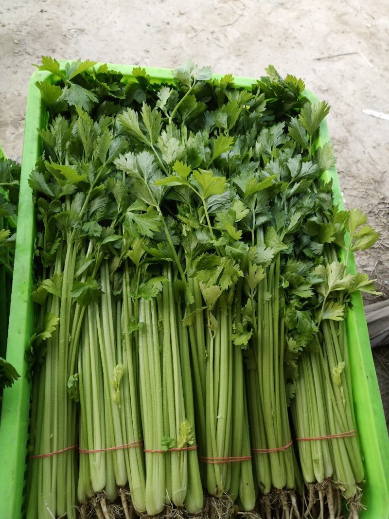 精品芹菜