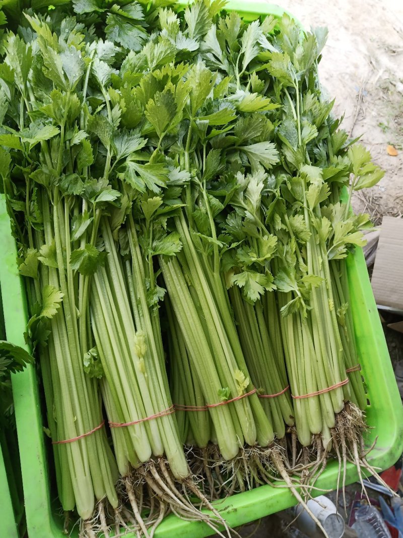 精品芹菜