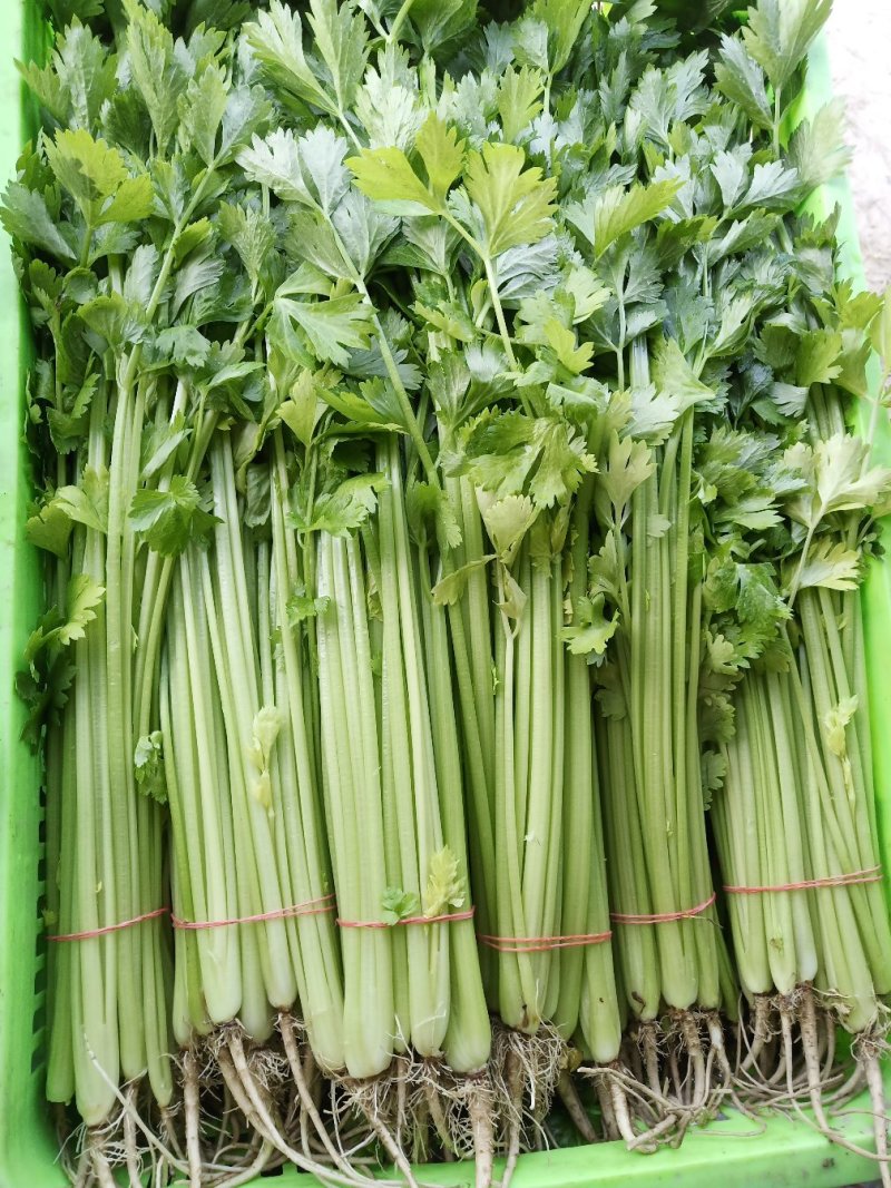 精品芹菜