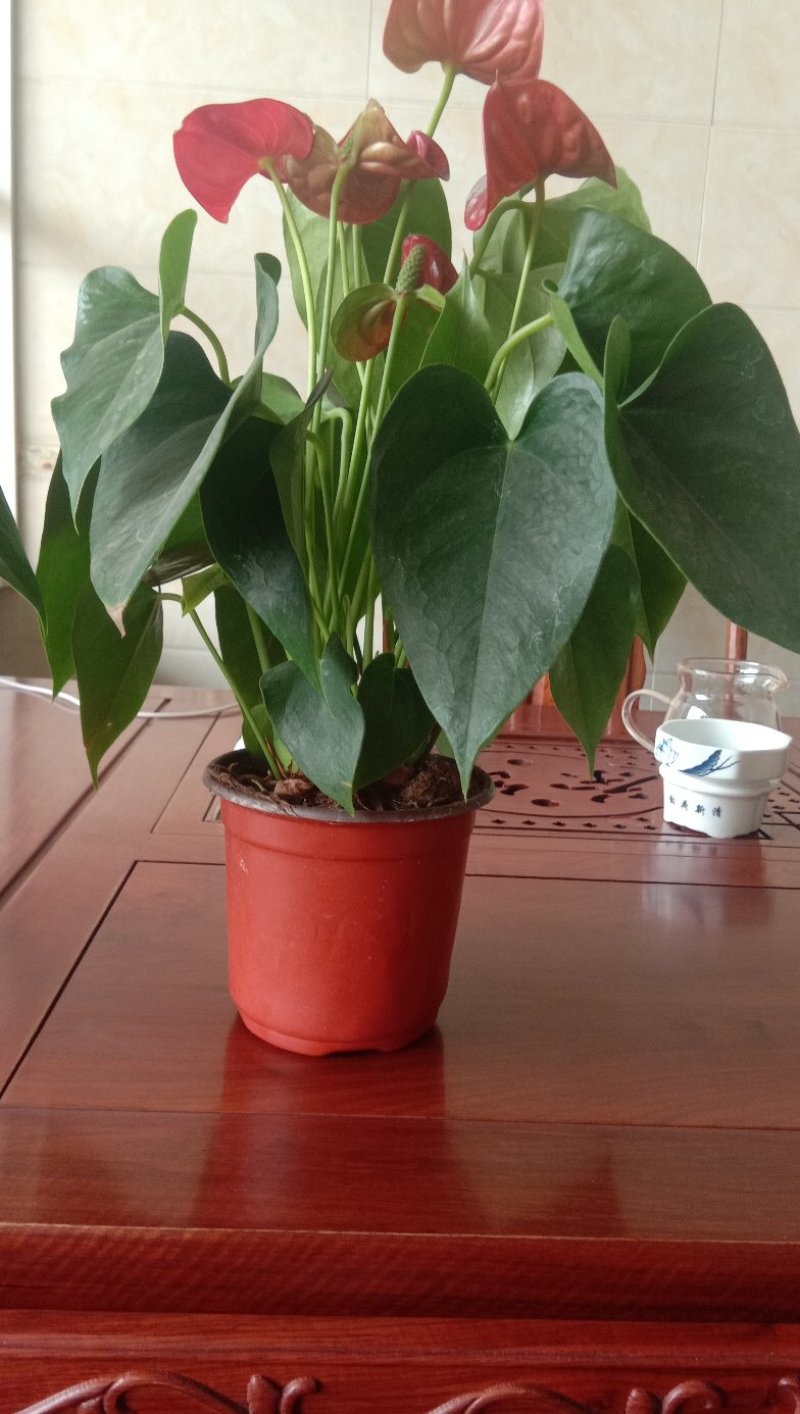育苗袋15x13x4000各种型号包邮到家！质量保证！