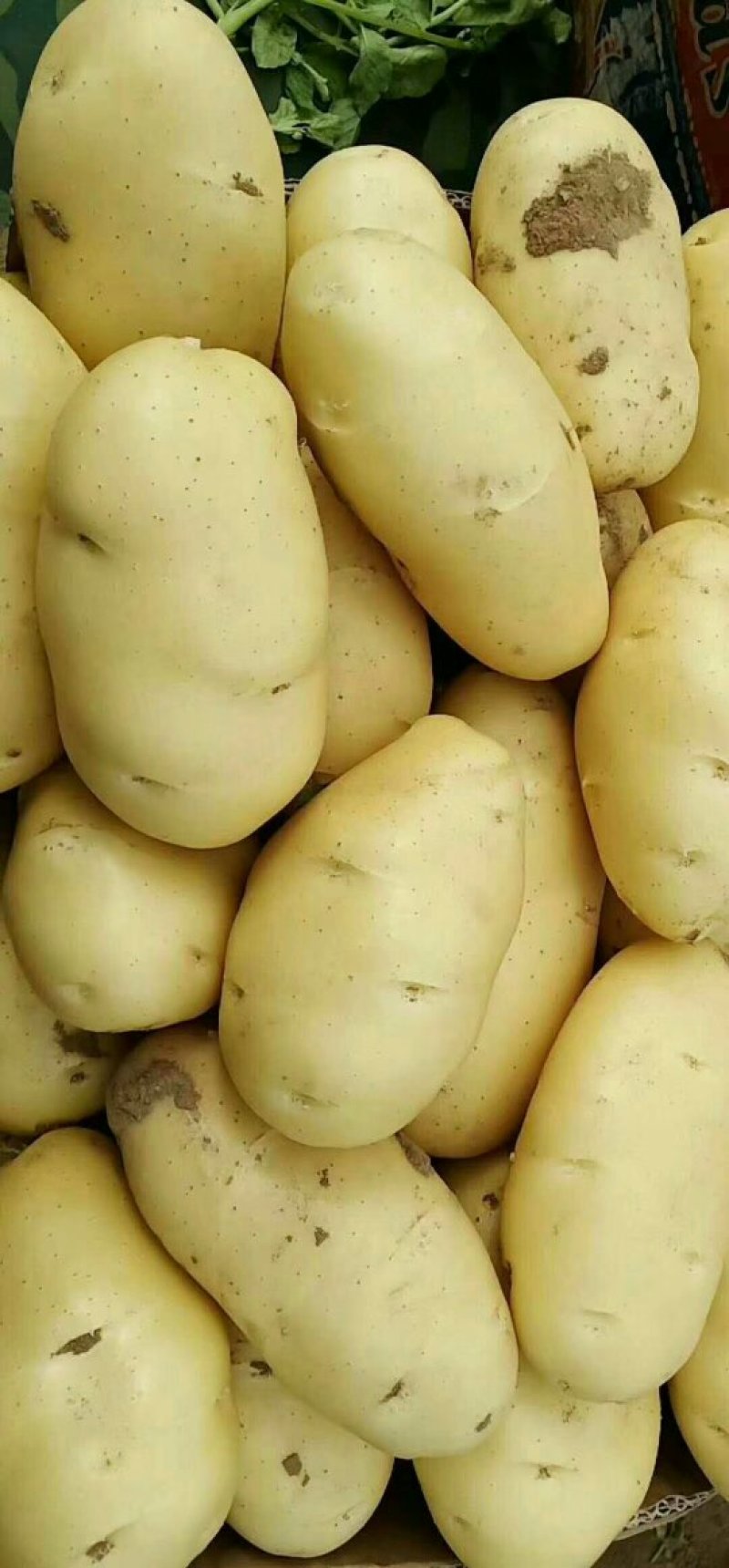 【推荐】河南通许荷兰十五土豆精品2两以上货源充足专业代办