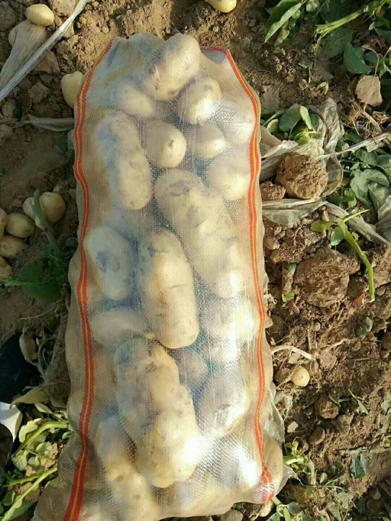 【推荐】河南通许荷兰十五土豆精品2两以上货源充足专业代办