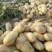 【推荐】河南通许荷兰十五土豆精品2两以上货源充足专业代办
