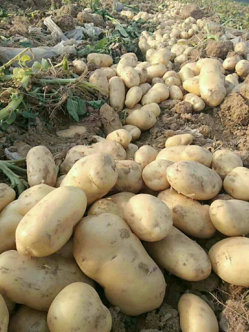 【推荐】河南通许荷兰十五土豆精品2两以上货源充足专业代办