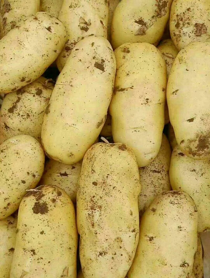 【推荐】河南通许荷兰十五土豆精品2两以上货源充足专业代办