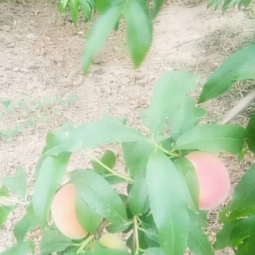 首先红水蜜桃上市了