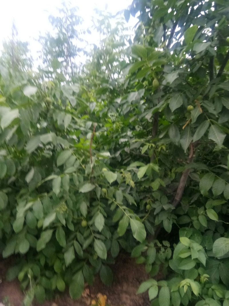 中林核桃苗1号5号大量订购有意来电