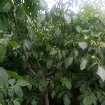 中林核桃苗1号5号大量订购有意来电