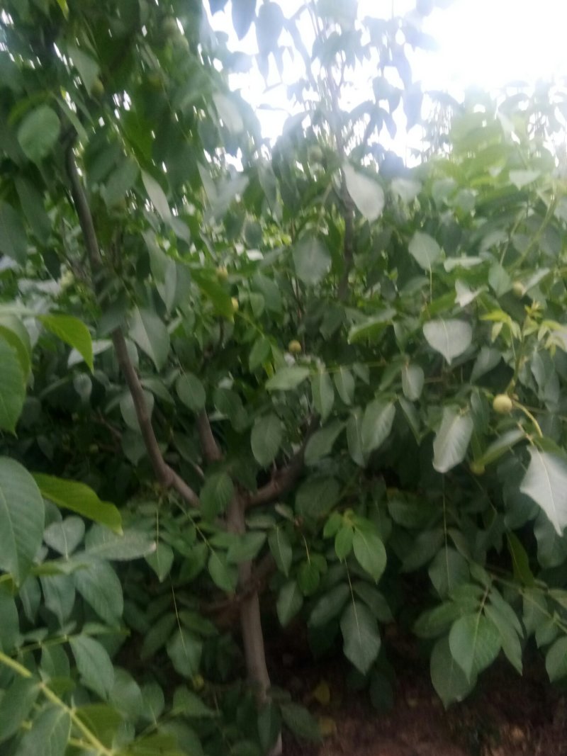 中林核桃苗1号5号大量订购有意来电