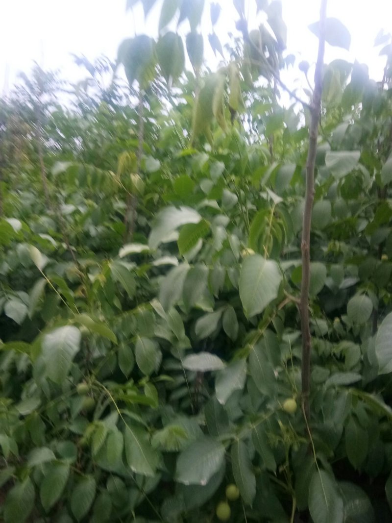 中林核桃苗1号5号大量订购有意来电