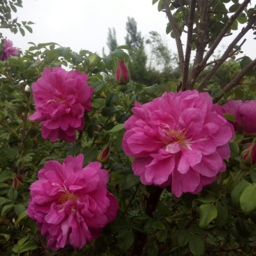 花果茶平阴玫瑰花蕾花冠，山东大玫瑰，平阴丰花一号玫瑰