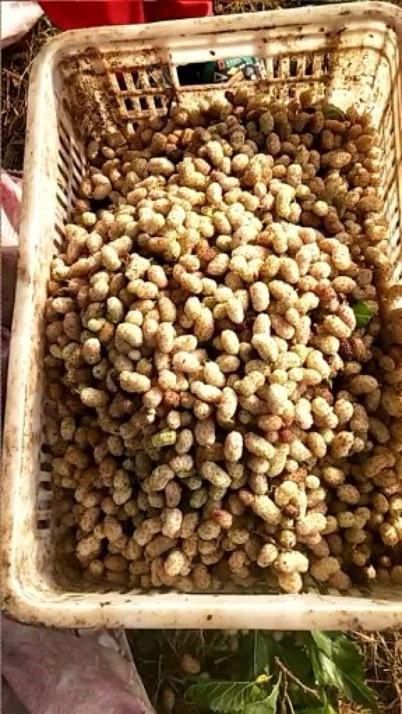 桑椹
