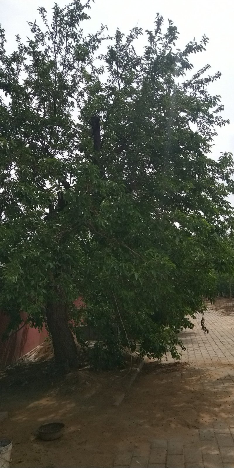 桑椹