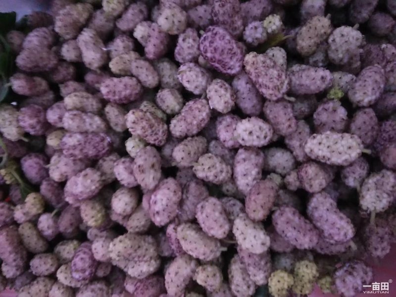 桑椹