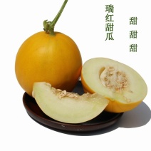 久红瑞甜瓜销往全国可对接电商微商批发信誉第一个大甜