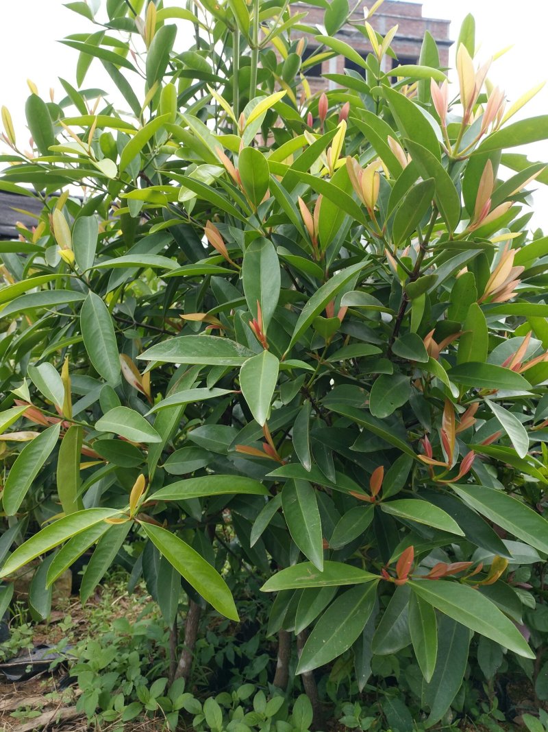 泰国山竹进口无籽山竹树苗山竹盆栽地栽南北方种植山竹果树