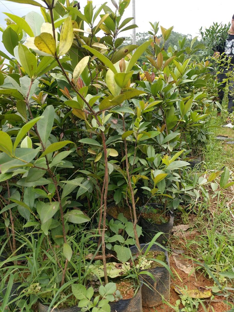 泰国山竹进口无籽山竹树苗山竹盆栽地栽南北方种植山竹果树