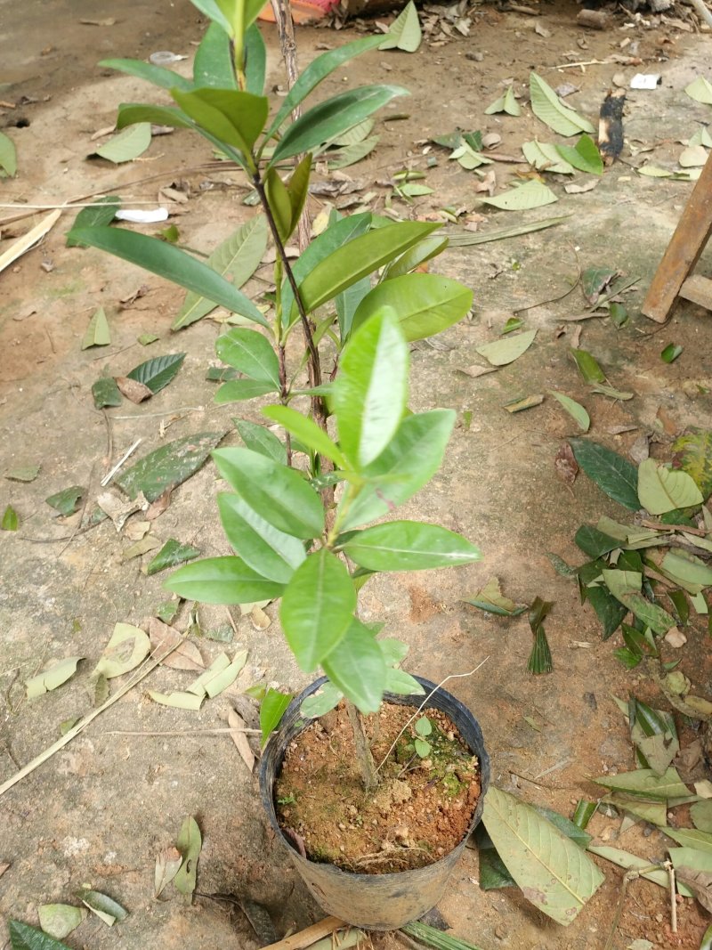 樱桃苗巴西甜樱桃树苗车厘子可盆栽南北方种植营养杯带叶子