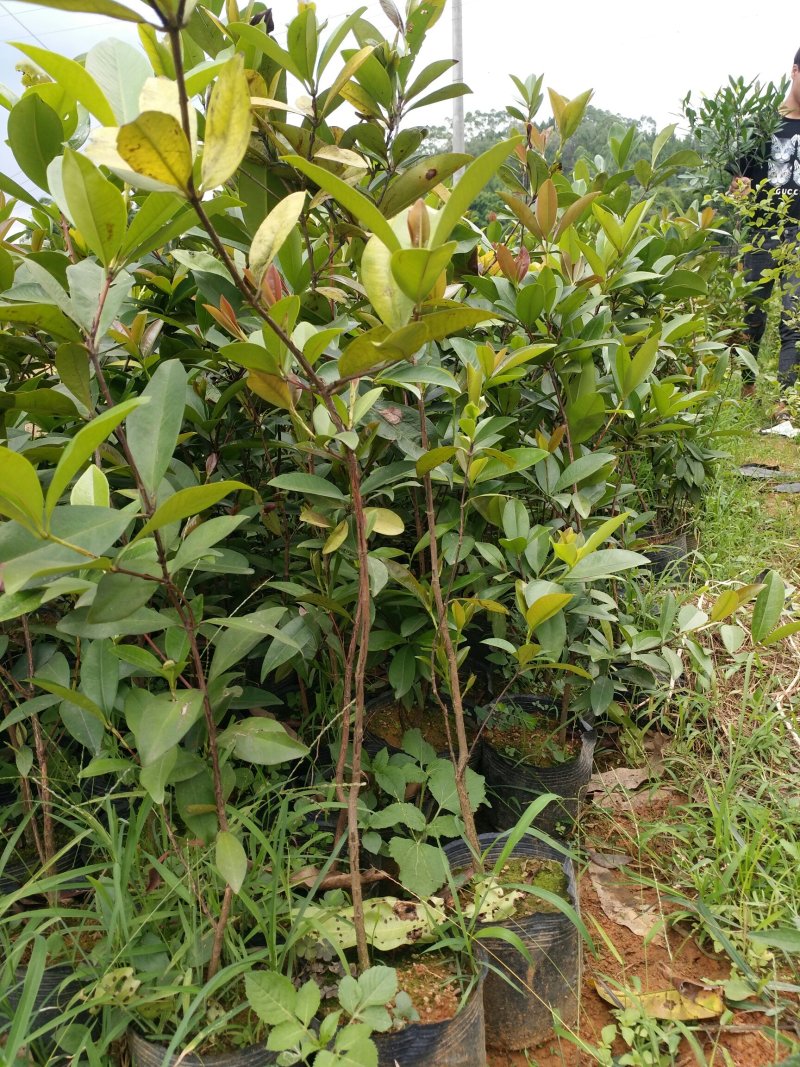 樱桃苗巴西甜樱桃树苗车厘子可盆栽南北方种植营养杯带叶子