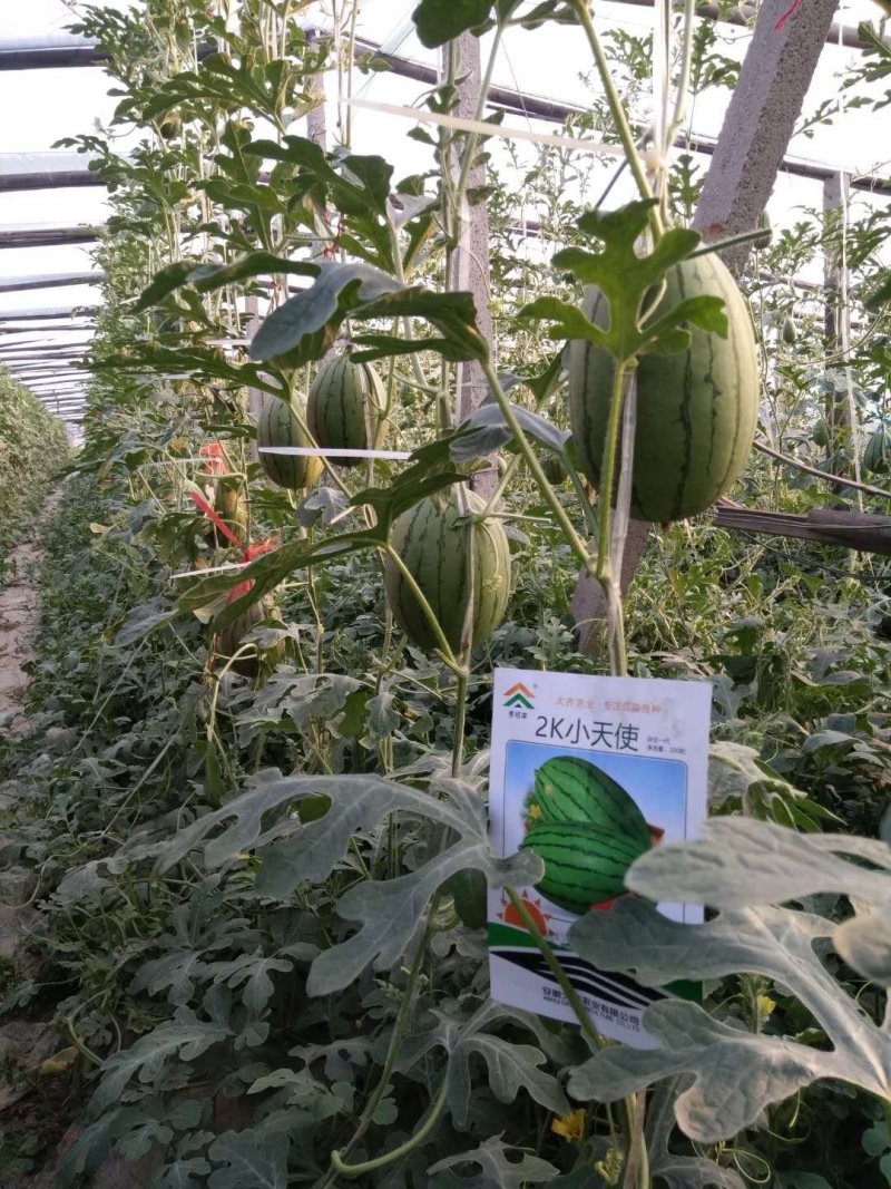 精品礼品西瓜2K小天使、菠萝蜜