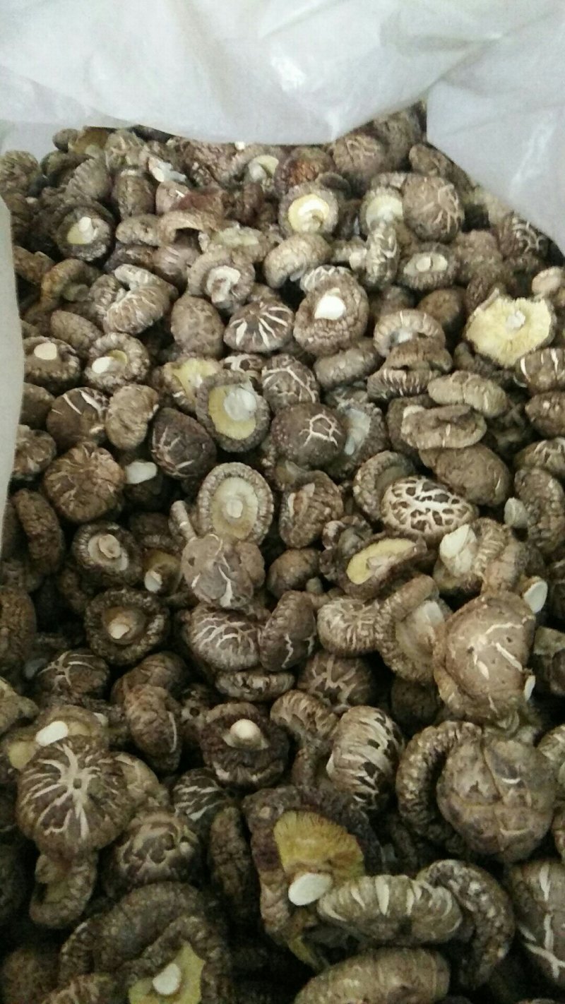 河南内乡春栽袋料花菇，手选菇肉厚，味香。