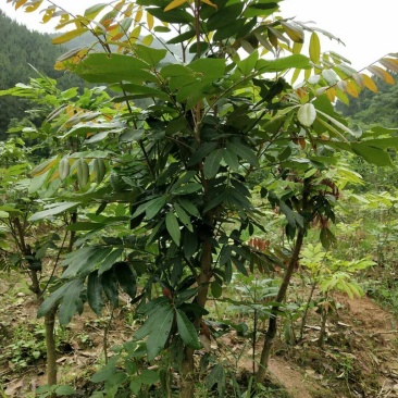 龙眼树苗石硖龙眼储良龙眼苗嫁接苗双季龙眼当年结果带泥带叶