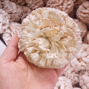 白参菌，新鲜现摘，干货