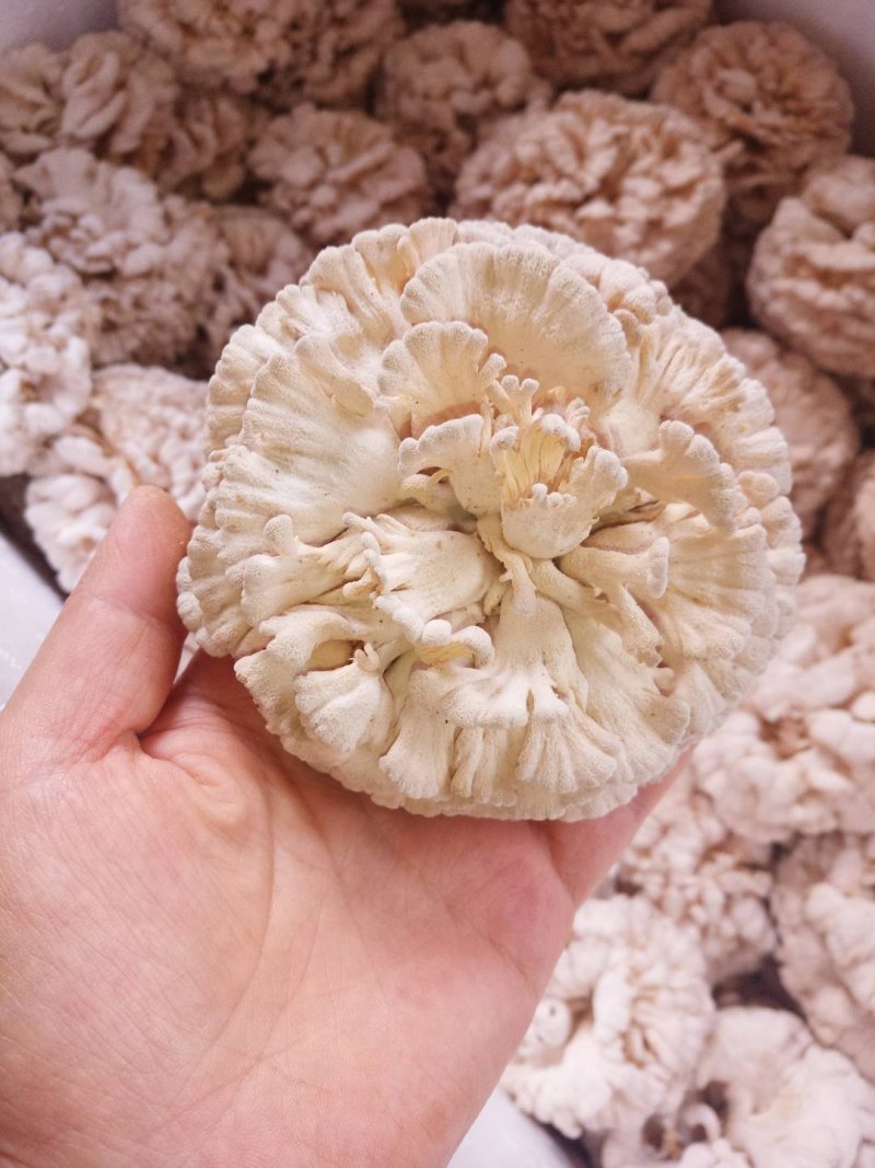 白参菌，新鲜现摘，干货