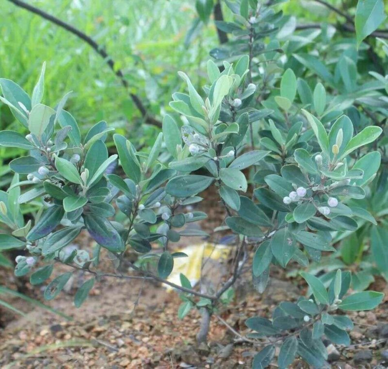 多尼山捻子稔子苗桃金娘树苗桃金娘苗捻子树苗山稔子树苗桃金