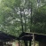 从生多杆香樟。。。。。。。