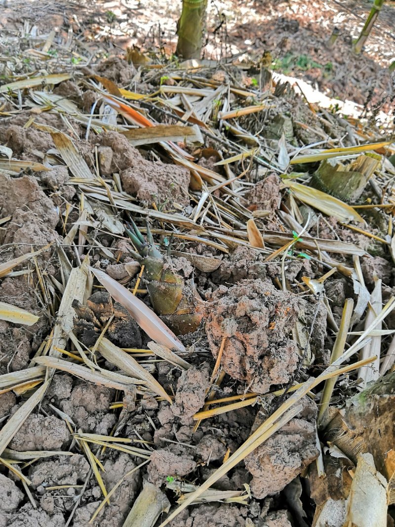 甜笋，笋中珍品